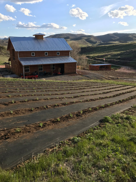 Planting New Fields