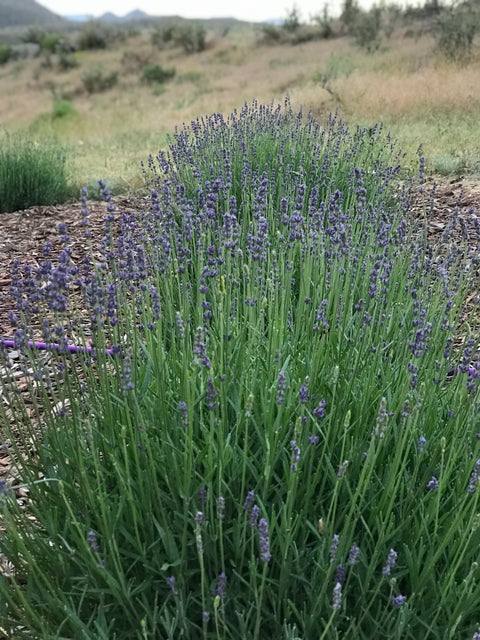 Mid July - Already?