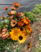 Calendula Body Balm
