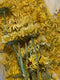 Calendula Body Balm