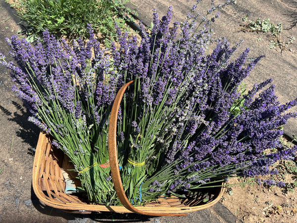 Dried Lavender Bundles