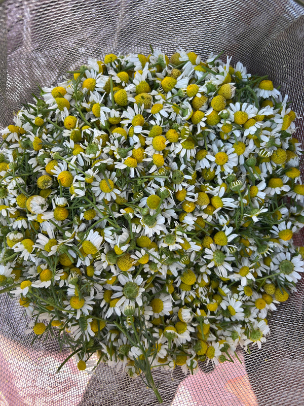 Dried Chamomile .4 oz.