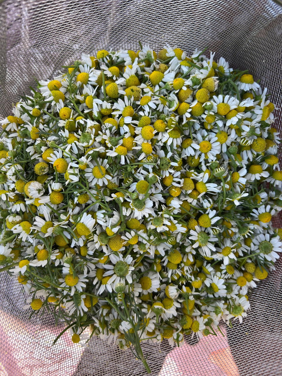 Chamomile Lavender Tea