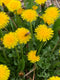 Dandelion & Lavender Hand Salve