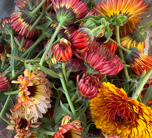 Dried Calendula Petals .4 oz.