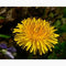 Dandelion Salve